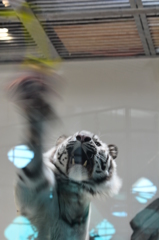 虎パンチ炸裂！