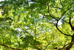 木陰