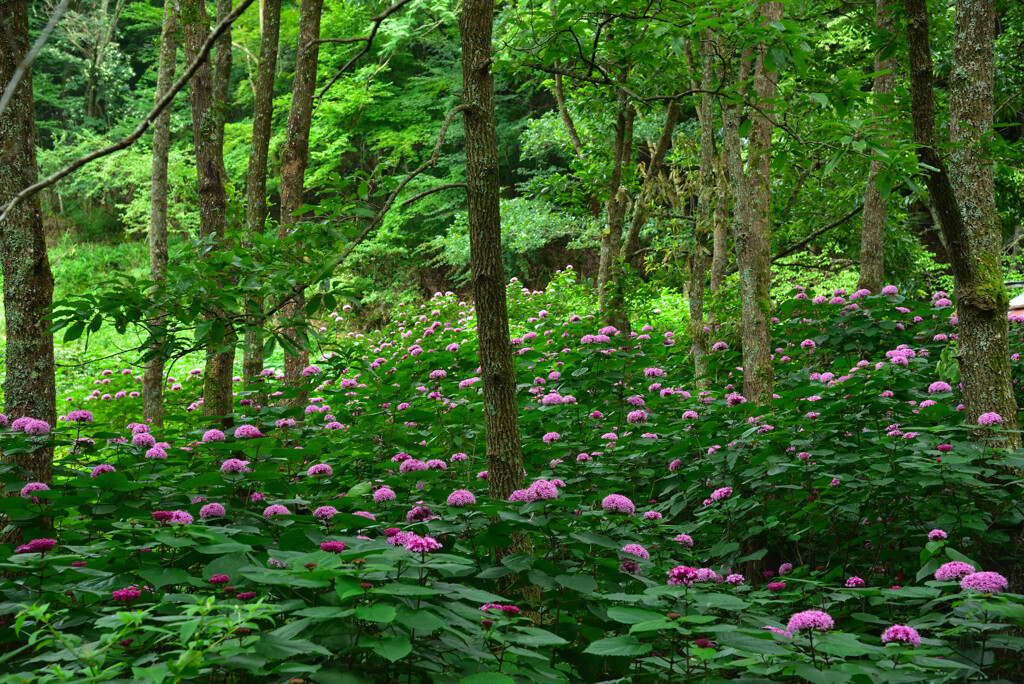 ボタンクサギの森