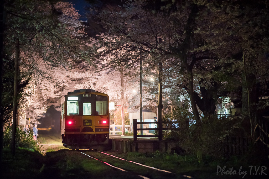 夜桜夜練