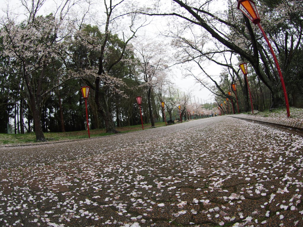 桜街道