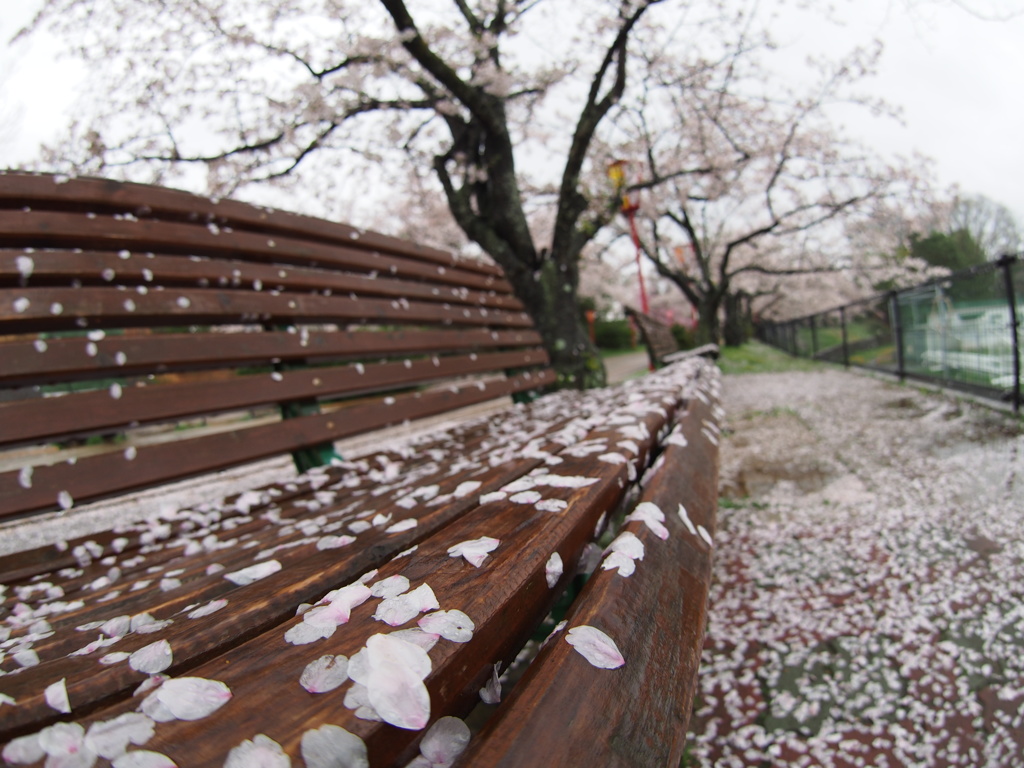 桜化粧されたベンチ