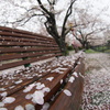 桜化粧されたベンチ