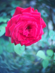 庭に咲いていた薔薇