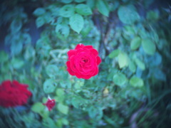 薔薇　