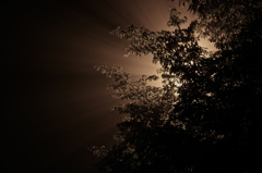Foggy Night
