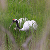 釧路湿原の丹頂鶴。