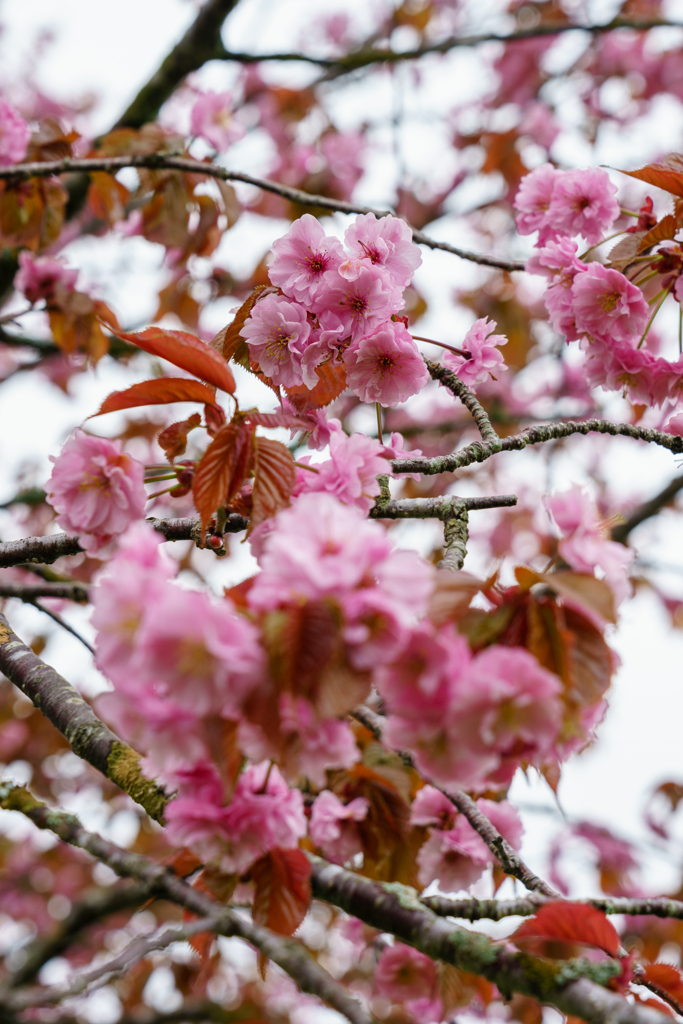 釧路八重桜。