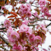 釧路八重桜。