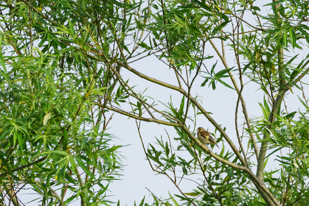 釧路湿原の野鳥。カワラヒワ？