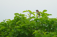 釧路湿原の野鳥。