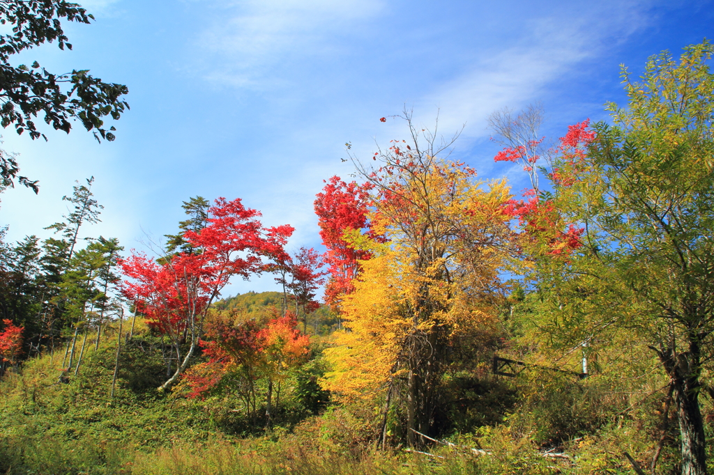 足寄方面の紅葉