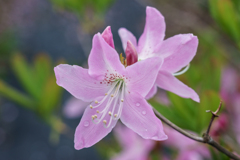 自宅の花