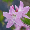 自宅の花
