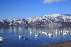 北海道屈斜路湖の白鳥。