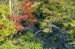 釧路市阿寒町滝見橋の紅葉