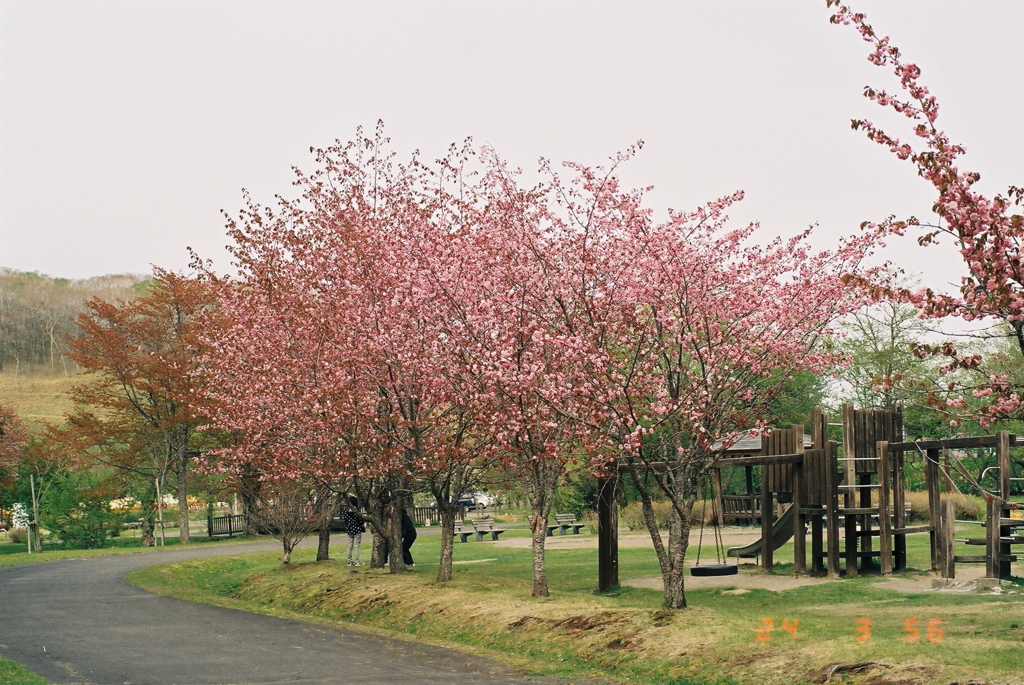 釧路郡釧路町別保公園の桜