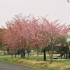 釧路郡釧路町別保公園の桜