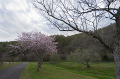 別保公園の7分咲きの桜