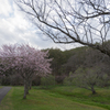 別保公園の7分咲きの桜