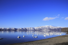 北海道屈斜路湖の白鳥と青空。