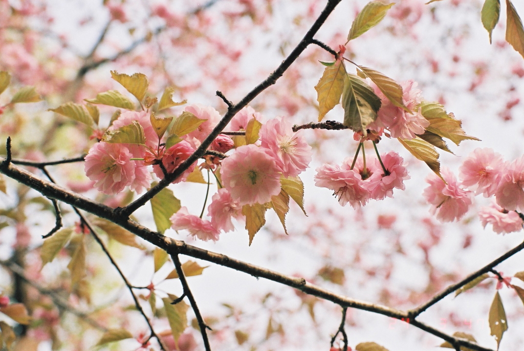 釧路郡釧路町別保公園の桜