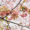 釧路郡釧路町別保公園の桜