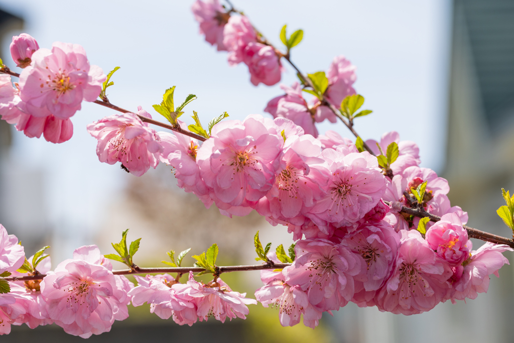 自宅の花。