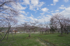 別保公園の桜と青空