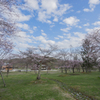 別保公園の桜と青空