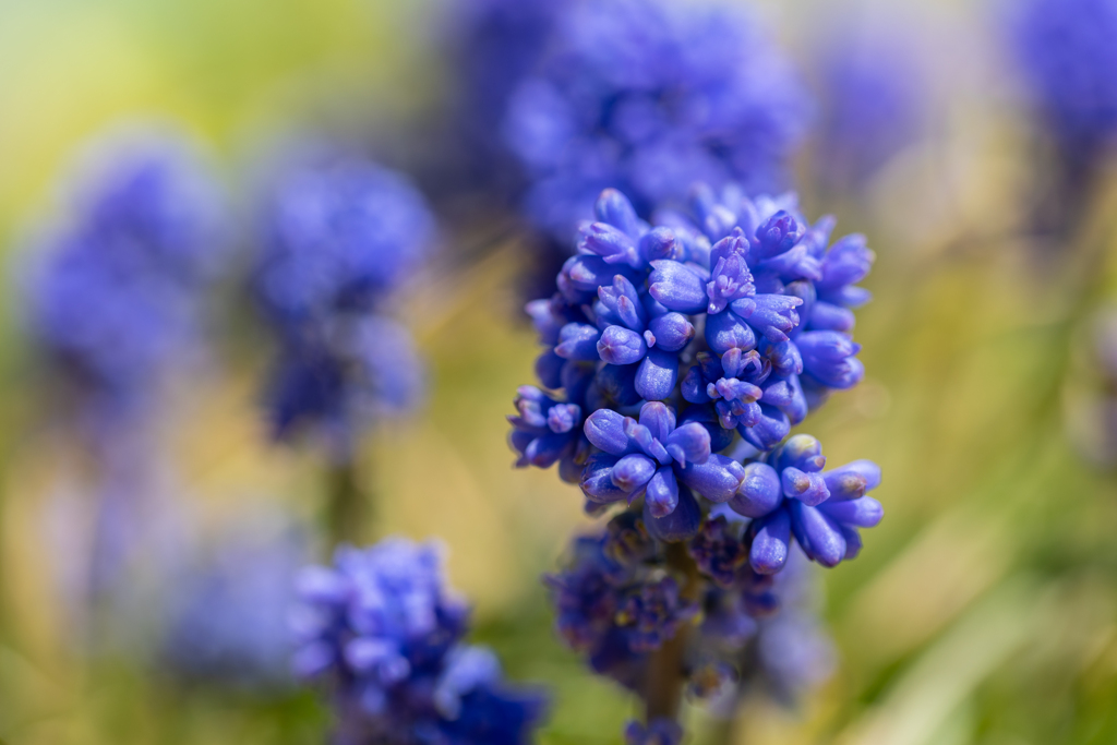 自宅の花。