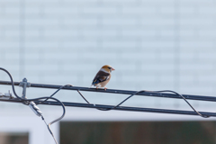 自宅庭の野鳥。