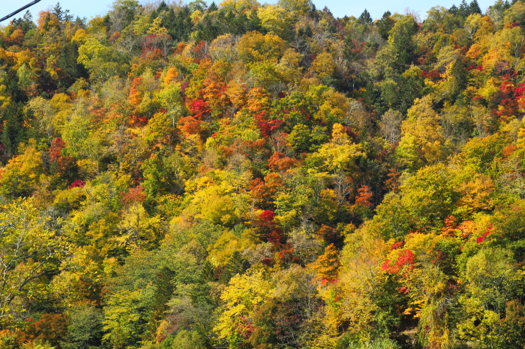 足寄の山の中の紅葉