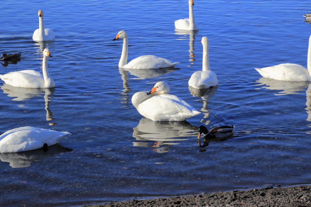 北海道屈斜路湖の白鳥と鴨。