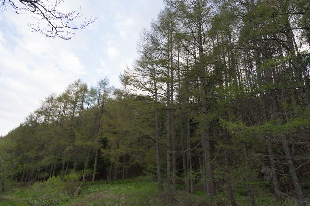 別保公園の原生林？