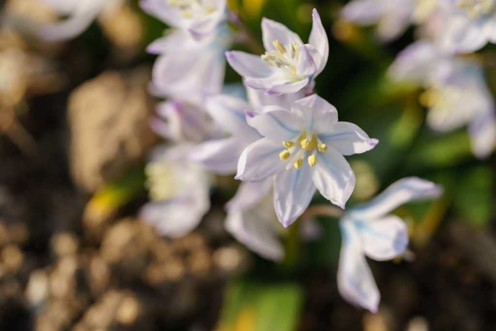 自宅庭の花。