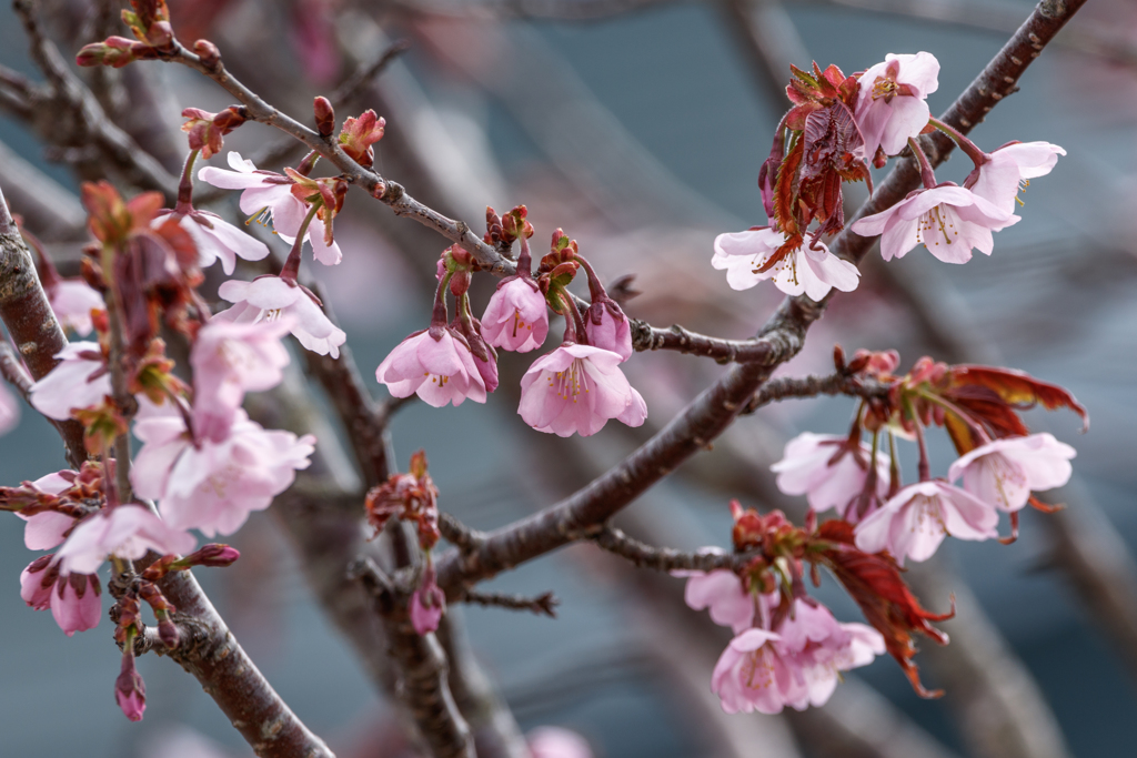 自宅の桜。開花しました。