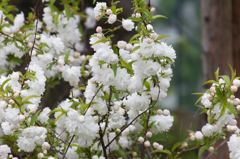 自宅庭の花