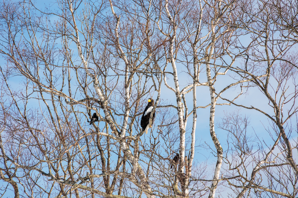 獲物を探すオオワシ。