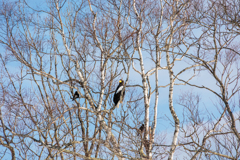 獲物を探すオオワシ。