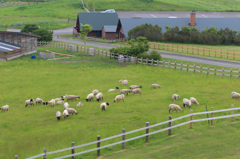 多和平展望台の羊牧場