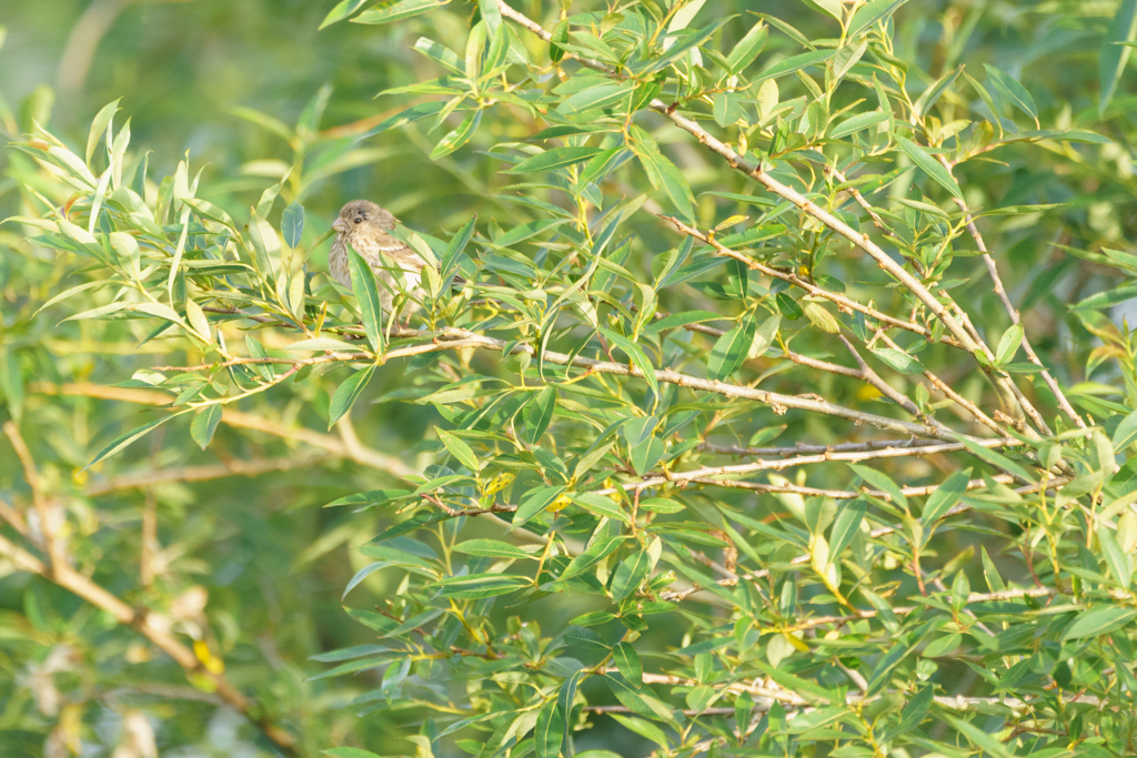釧路湿原の野鳥。この鳥も名前がわかりません。