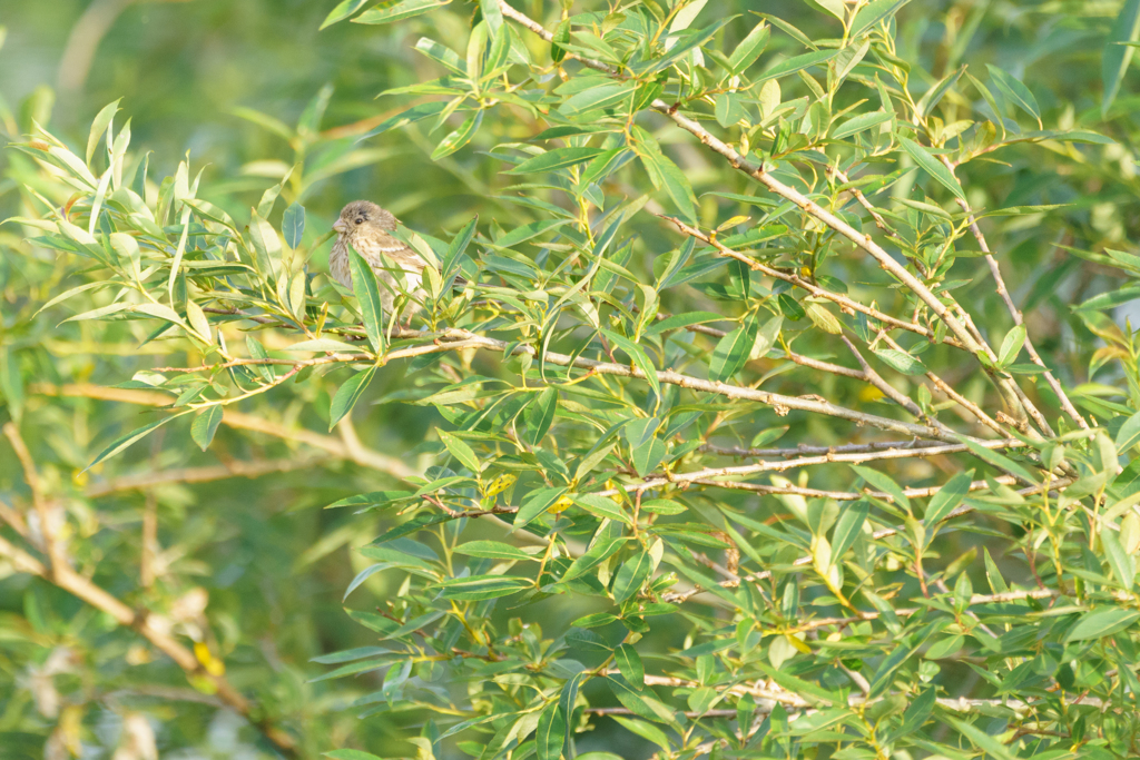 釧路湿原の野鳥。この鳥も名前がわかりません。