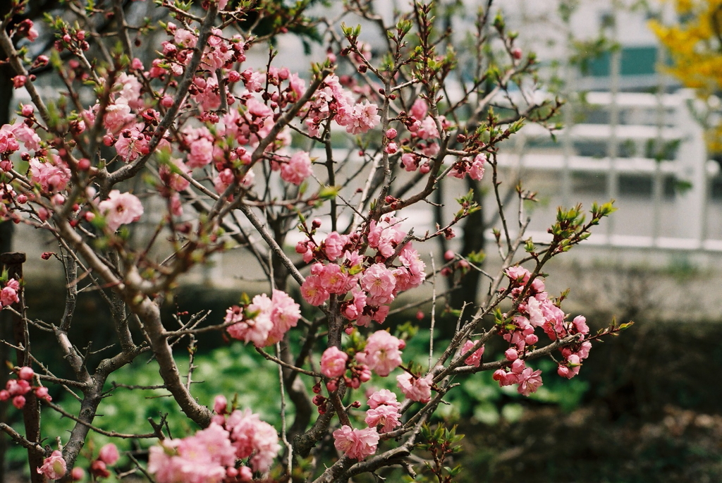 ピンク色の花。