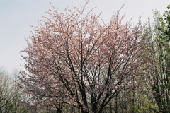 釧路湿原細岡展望台付近の桜。