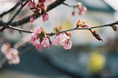 自宅の桜