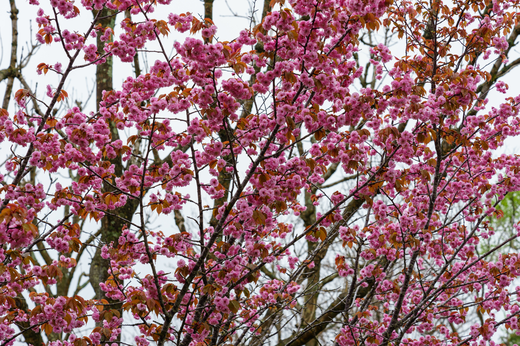 釧路八重桜が満開。