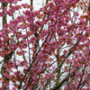 釧路八重桜が満開。
