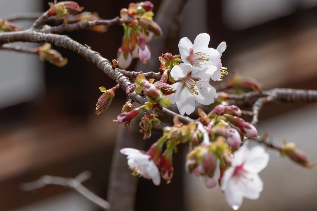 自宅の桜。