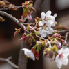 自宅の桜。